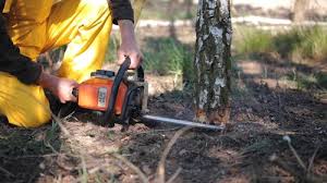 Best Tree Preservation Services  in Marlette, MI